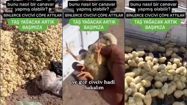 Nasıl kıydınız vicdansızlar! Binlerce civcivi öldürüp çöpe attılar Nasıl kıydınız vicdansızlar! Binlerce civcivi öldürüp çöpe attılar