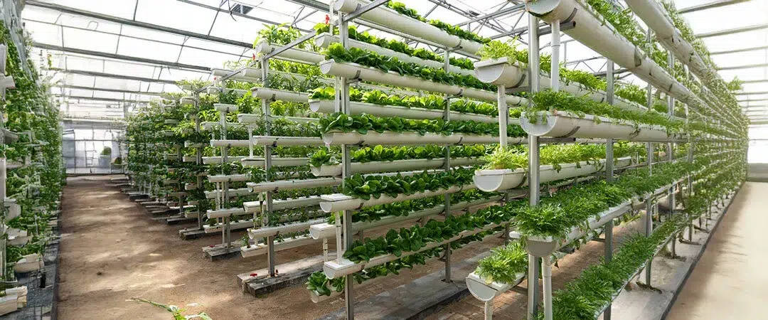 Topraksız tarım küçük yatırımla büyük kazanç sunuyor Topraksız tarım küçük yatırımla büyük kazanç sunuyor