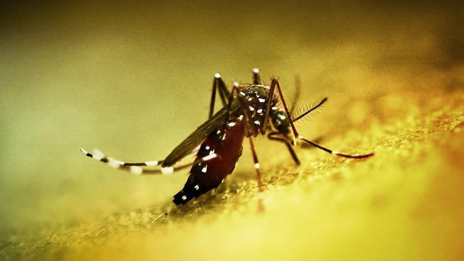 Halk sağlığı acil durumu ilan edildi Halk sağlığı acil durumu ilan edildi