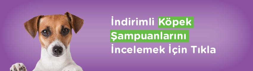 Köpek Yıkarken Nelere Dikkat Edilmeli Köpek Yıkarken Nelere Dikkat Edilmeli