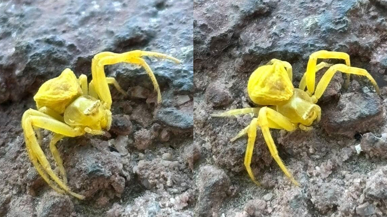 Türkiye’de nadir görülen yaratık Elazığ’da ortaya çıktı!