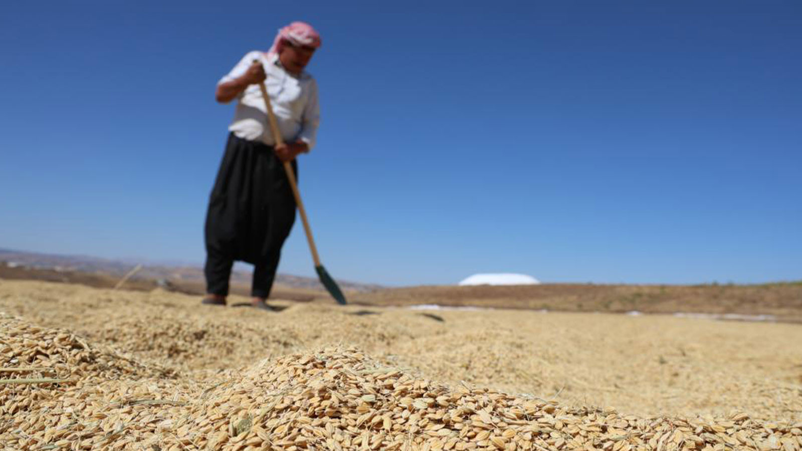 Yapılan masrafa değdi; yüzde 100 rekolte artışı Yapılan masrafa değdi; yüzde 100 rekolte artışı
