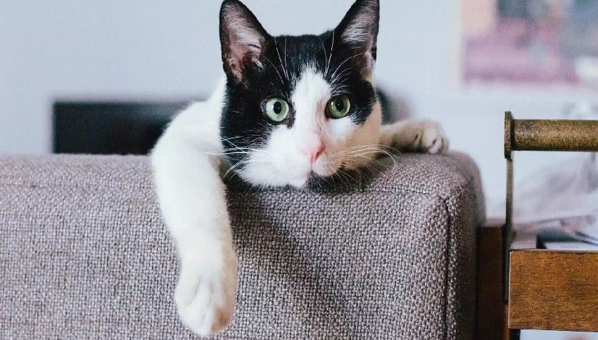 Hayatıma Hoş geldin Can Dostum Hayatıma Hoş geldin Can Dostum