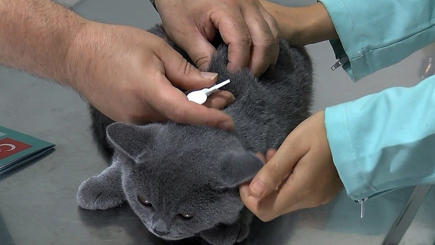 Kedi Ve Köpeklerde Mikroçip Kedi Ve Köpeklerde Mikroçip