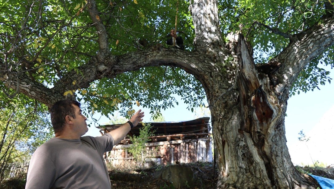 Mahalle sakinleri “imamın cevizi” olarak da biliyor: Dallardan topladılar Mahalle sakinleri “imamın cevizi” olarak da biliyor: Dallardan topladılar