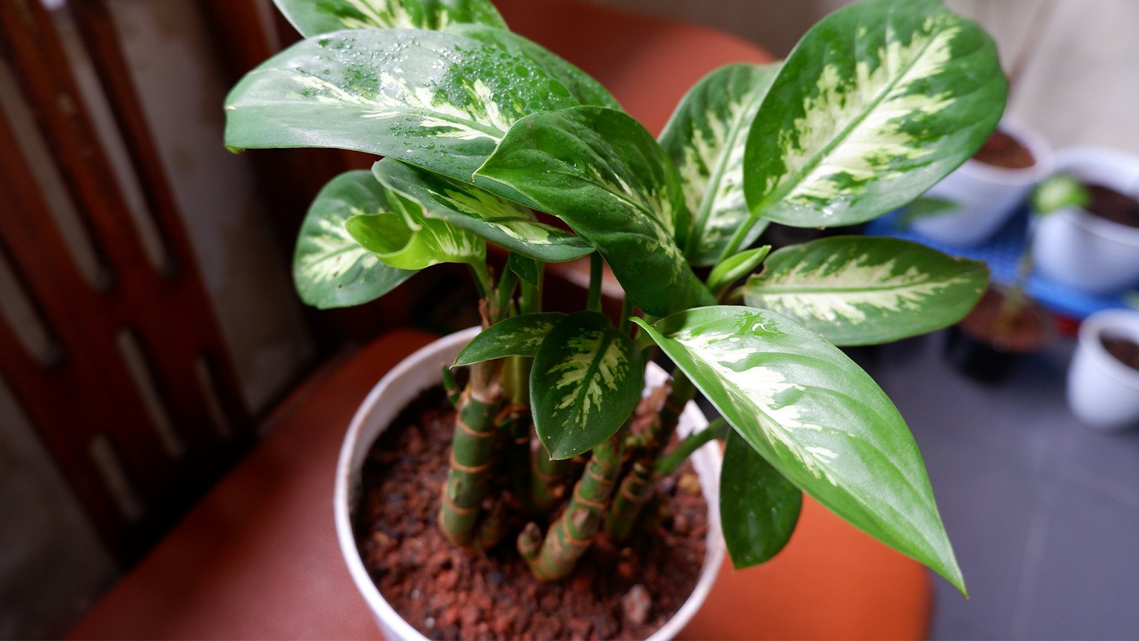 Bitki değil zehir deposu, asla evinizde tutmayın! Bitki değil zehir deposu, asla evinizde tutmayın!