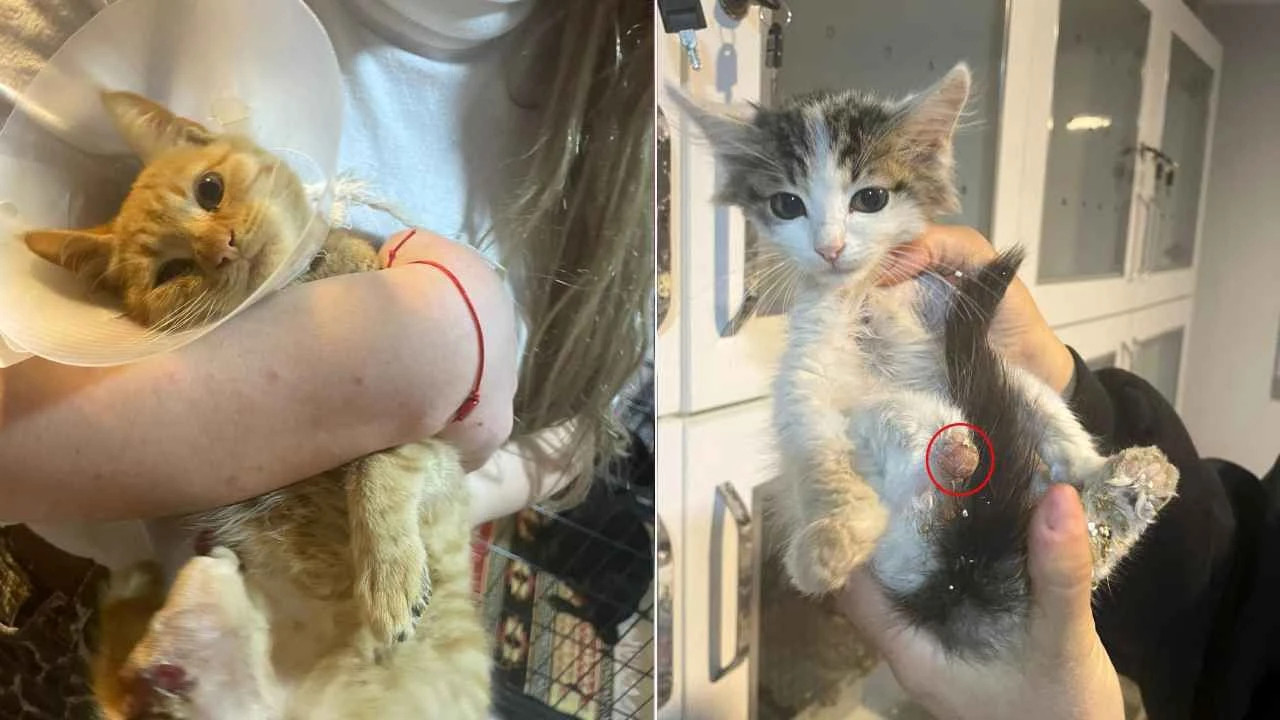 Böyle vahşet görülmedi ! Büyü yapmak için kedilerin patilerini kestiler Böyle vahşet görülmedi ! Büyü yapmak için kedilerin patilerini kestiler