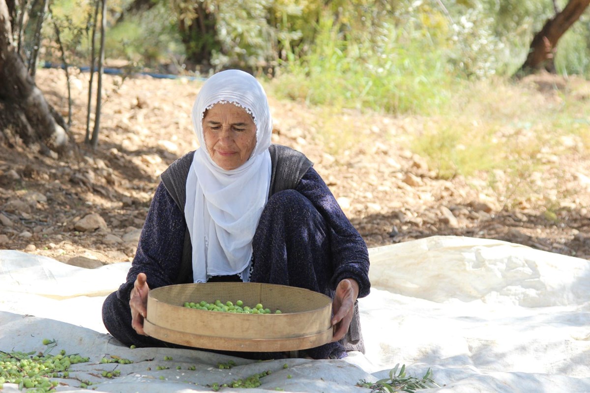Dededen kalma yöntemle yetiştiriliyor: Kuraklık nedeniyle tehlike altında Dededen kalma yöntemle yetiştiriliyor: Kuraklık nedeniyle tehlike altında