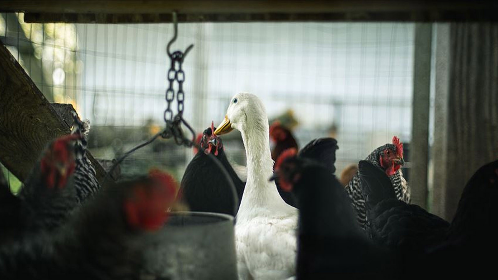 Kuş gribi kabusu geri döndü! 500 binden fazla hayvan itlaf edildi