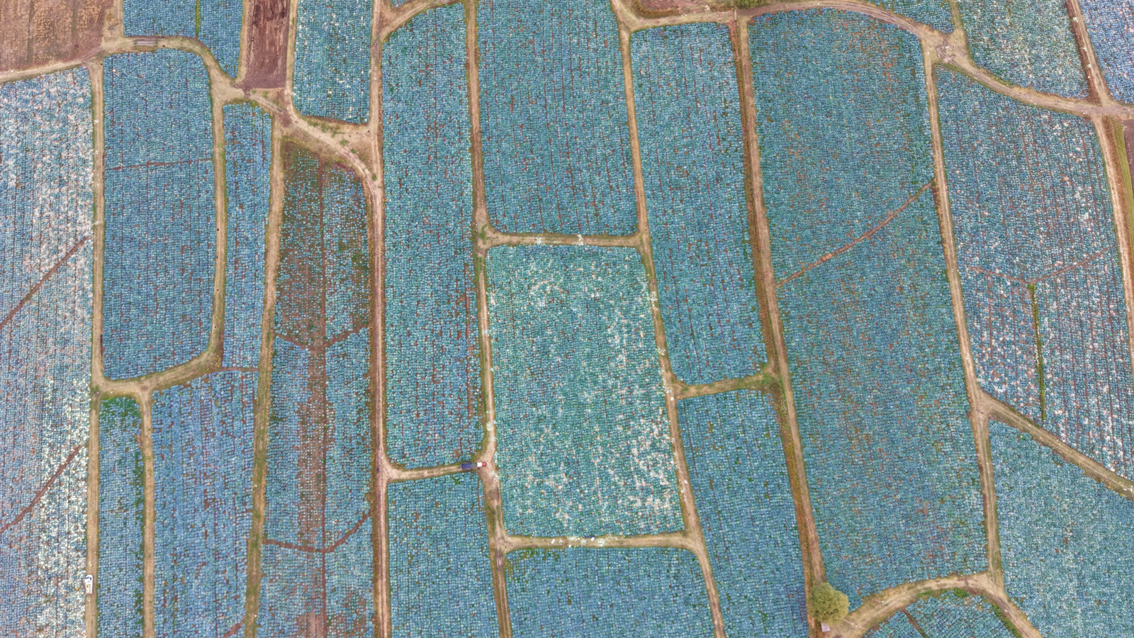 Muş Ovası’nda lahana bereketi: 150 milyon liralık ekonomik katkı bekleniyor Muş Ovası’nda lahana bereketi: 150 milyon liralık ekonomik katkı bekleniyor