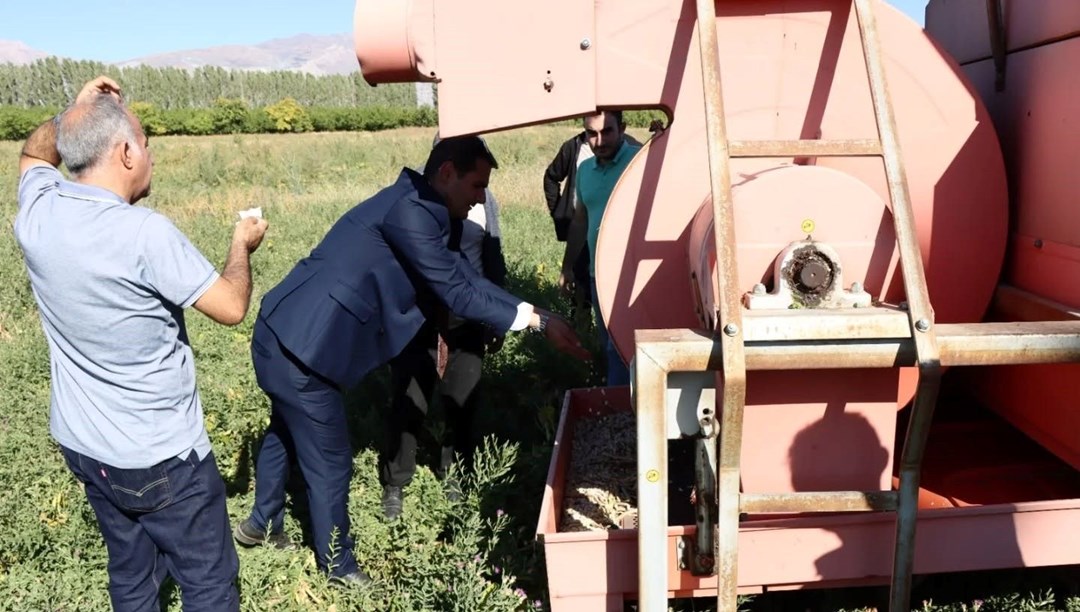 Erzincan’da ekimi yapılmıştı: Kuru fasulye hasadı başladı Erzincan’da ekimi yapılmıştı: Kuru fasulye hasadı başladı