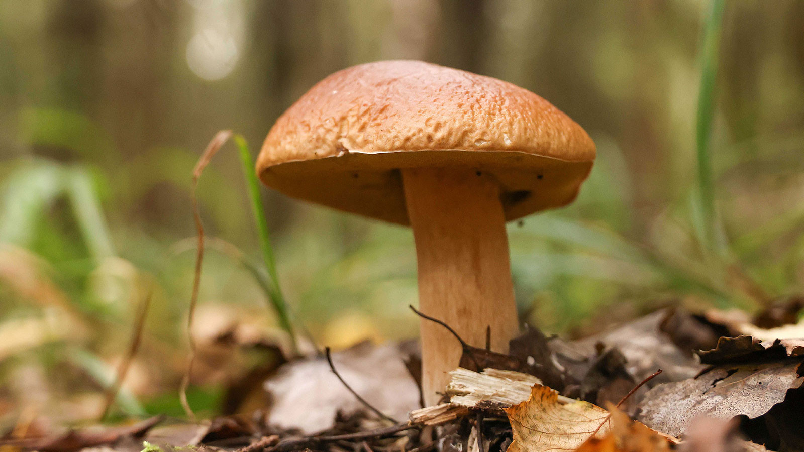 Mantar zehirlenmelerinde sağlık kuruluşuna giderken yanınızda yediğiniz mantardan götürün Mantar zehirlenmelerinde sağlık kuruluşuna giderken yanınızda yediğiniz mantardan götürün