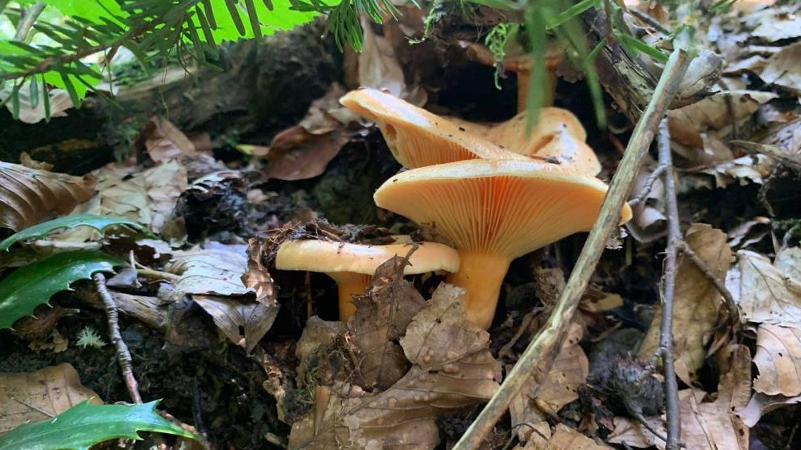 Yağışlarla birlikte artış gösterdi! Uzmanlardan vatandaşlara uyarı geldi Yağışlarla birlikte artış gösterdi! Uzmanlardan vatandaşlara uyarı geldi