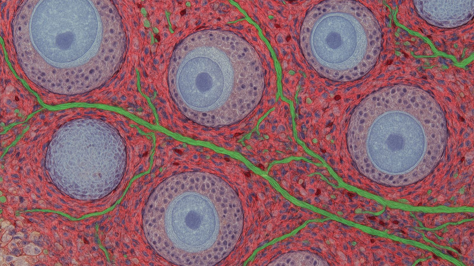 Yumurtalıkların yaşlanmasına dair yeni ipuçları keşfedildi Yumurtalıkların yaşlanmasına dair yeni ipuçları keşfedildi