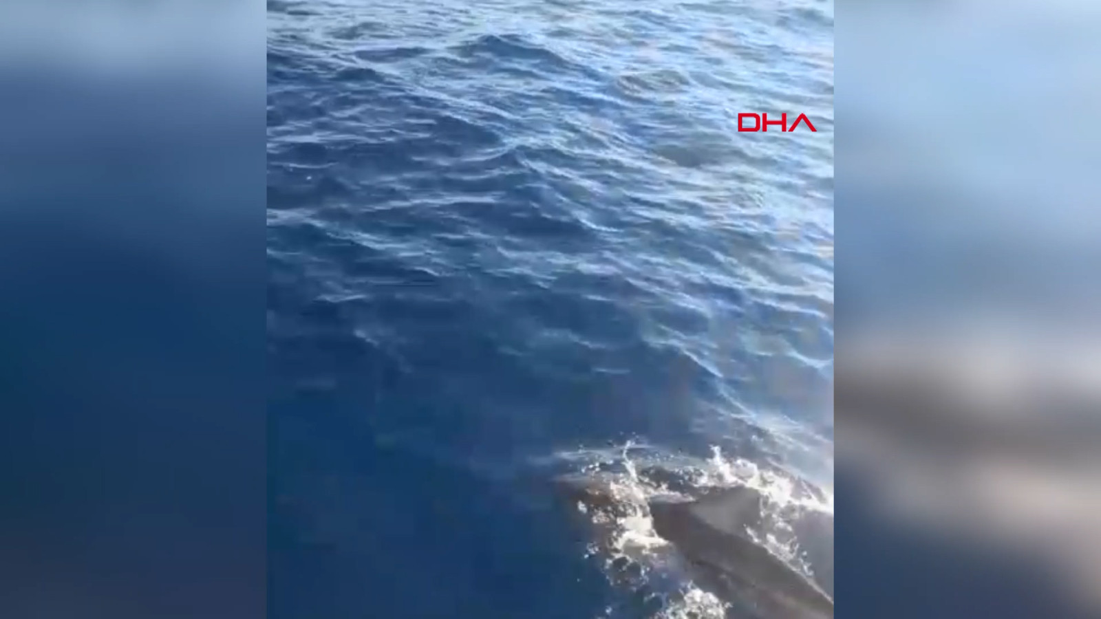 Yunusların balıkçı teknesiyle eğlenceli anları: O anlar kamerada