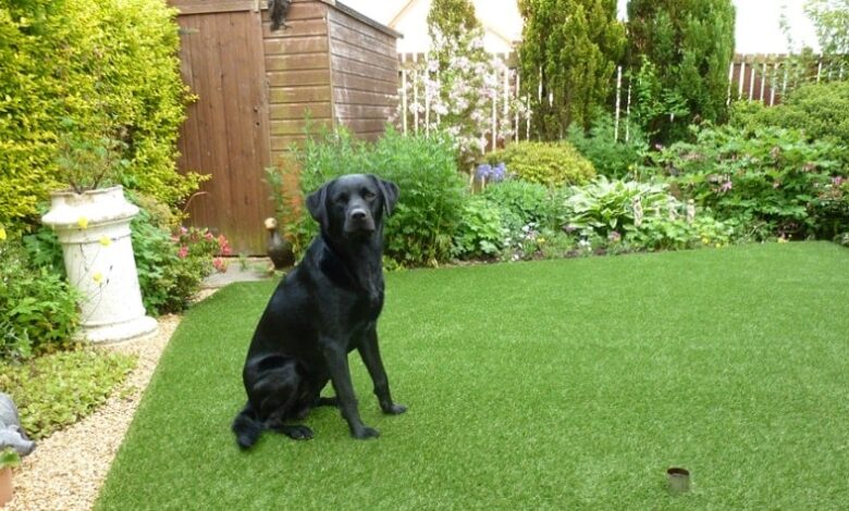 Bahçede Köpek Beslemenin Püf Noktaları Bahçede Köpek Beslemenin Püf Noktaları