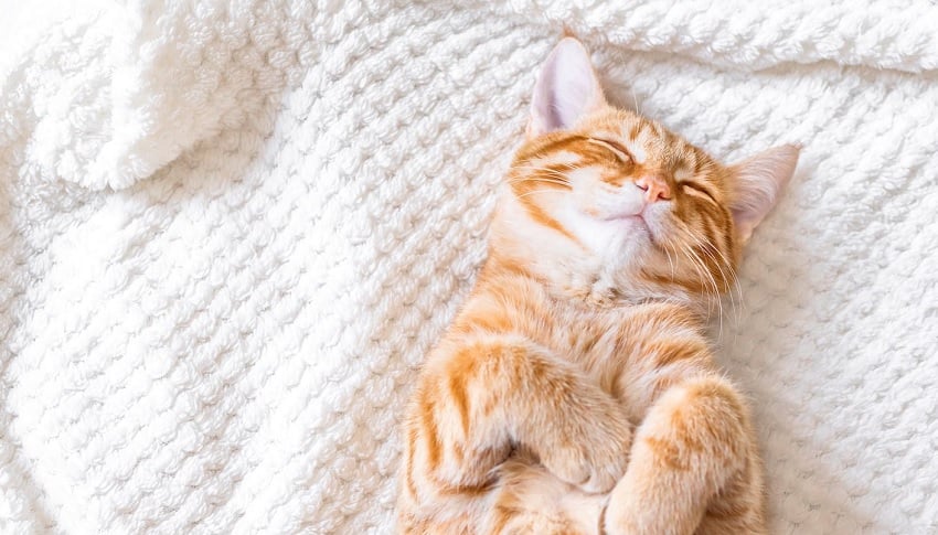 Bir Kedinin 24 Saati Bir Kedinin 24 Saati