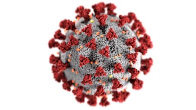 Corona Virüsü ve Hayvanlar: Kedi ve Köpeklerde Etkileri