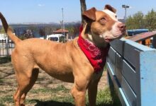 Hayvanseverlik ve Alis Kızın Hikayesi