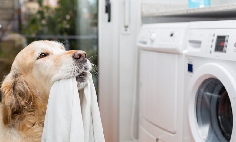 Evcil Hayvan Deterjanları ve Temizlik Yöntemleri