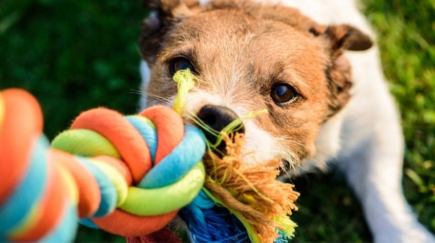 Köpeğinizle Yapacağınız 10 Etkinlik Köpeğinizle Yapacağınız 10 Etkinlik