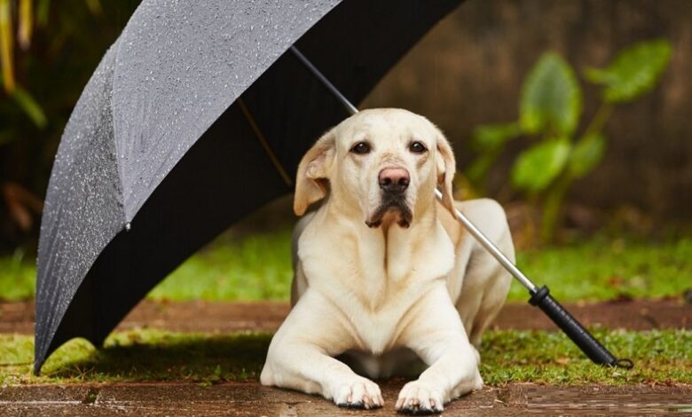 Yağmurda Köpeğinizle Güvenli Yürüyüş İpuçları Yağmurda Köpeğinizle Güvenli Yürüyüş İpuçları