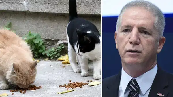 İstanbul Valisi Davut Gül’den sokak kedilerine yönelik İstanbul Valisi Davut Gül’den sokak kedilerine yönelik