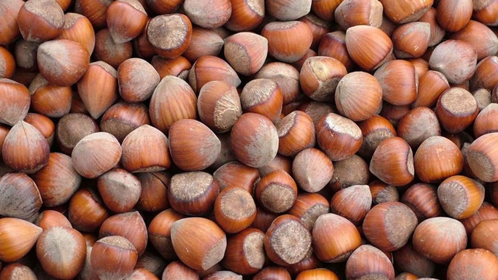 Rekabet Kurulu’ndan Ferrero’ya Fındık Alım Yükümlülüğü Rekabet Kurulu’ndan Ferrero’ya Fındık Alım Yükümlülüğü