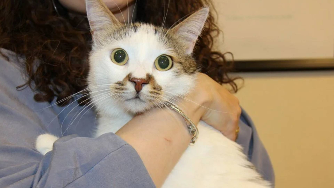 Türkiye’de hangi şehirde Kedi AIDS’i hastalığına rastlandı: Uzmanından kontrol uyarısı Türkiye’de hangi şehirde Kedi AIDS’i hastalığına rastlandı: Uzmanından kontrol uyarısı