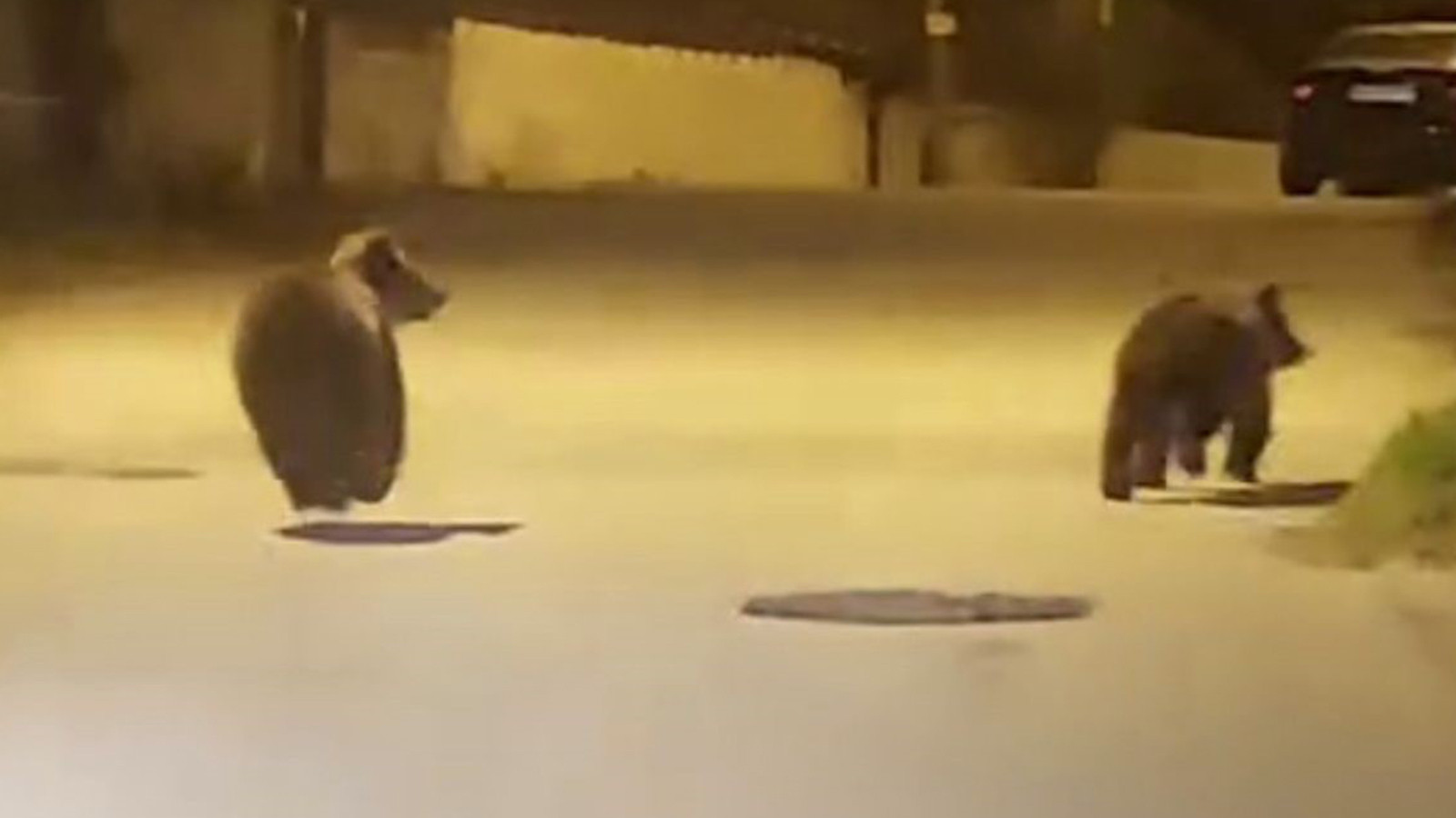 Seyir halindeki sürücü kaydetti: Yolda koşan ayılar kamerada Seyir halindeki sürücü kaydetti: Yolda koşan ayılar kamerada